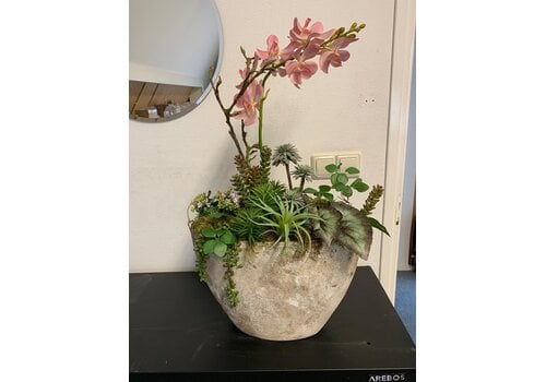 Orchidee & Succulent in Vaas