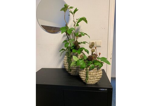 Groen Arrangement in Vaas