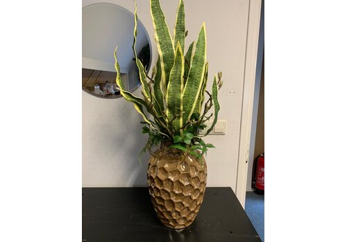 Sansevieria Arrangement in Vaas