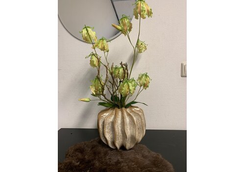 Hoge Gloriosa in Vaas