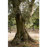 Olijfolie Fruité Noir BIO 75 cl - Domaine de Valdition