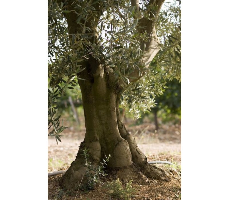 Huile d'olive Fruité vert BIO 50 cl - Domaine de Valdition