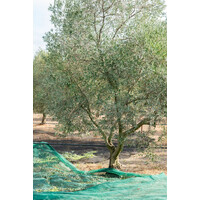 Huile d'Olive Extra Vierge Grossane 75 cl