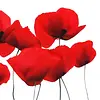Braun & Company Serviettes Red Poppy 33 x 33 cm
