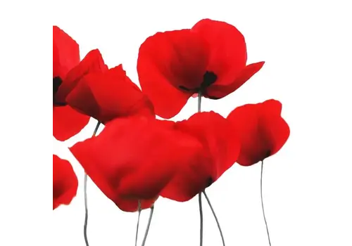 Braun & Company Napkins Red Poppy 33 x 33 cm