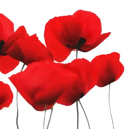 Servietten Red Poppy 33 x 33 cm 