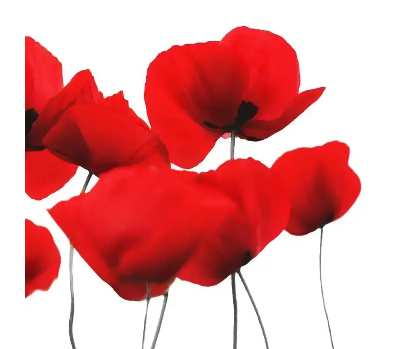 Serviettes Red Poppy 33 x 33 cm