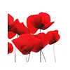 Braun & Company Napkins Coquelicot 25 x 25 cm
