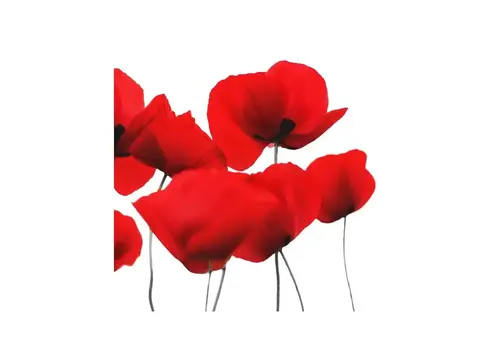 Braun & Company Servietten Coquelicot 25 x 25 cm