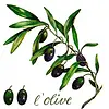 Braun & Company L'olive napkins 33 x 33 cm