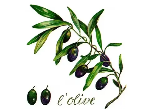Braun & Company Servietten L'olive 33 x 33 cm