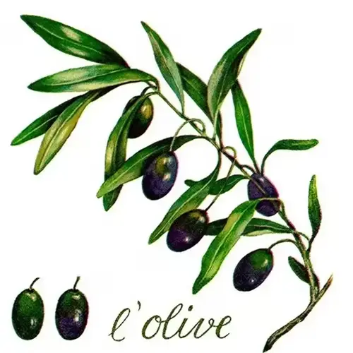Servietten L'olive 33 x 33 cm 