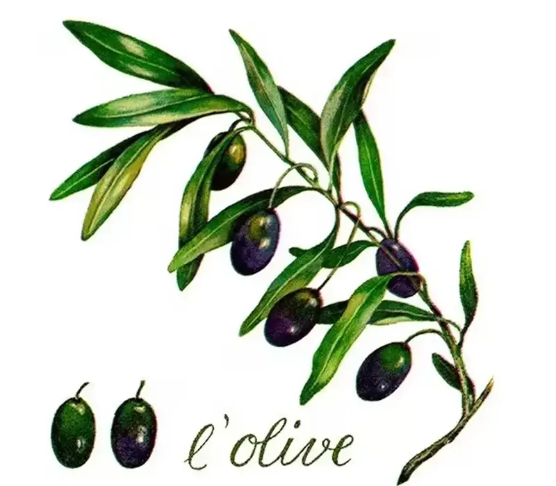 Servietten L'olive 33 x 33 cm