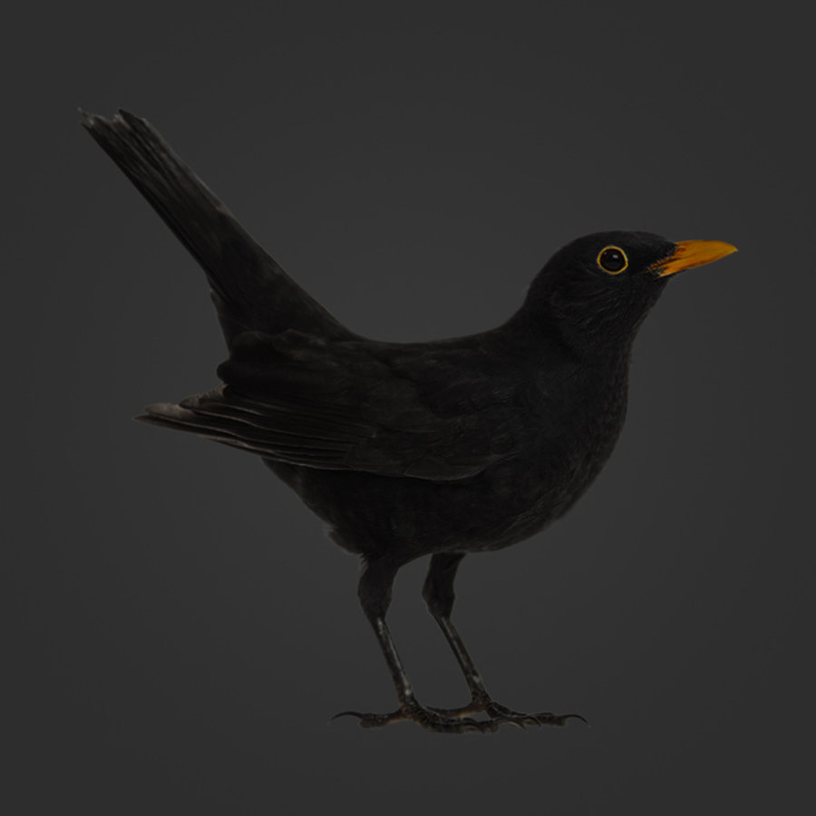 inkt, jet, steenkool, drop, ebony, onyx, cafe noir