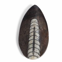 Fossiele Inktvis | Gepolijst