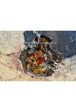 Orgonite Charging Disc | Petrified Palm Wood, & Shungite