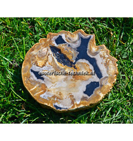 Orgonite Versteend Hout Edel Shungite