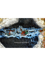 Palmboom versteend hout met orgonite met Sonora Sunrise en Shungiet