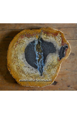 Palmboom versteend hout met orgonite met Sonora Sunrise en Shungiet