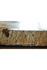 Palmboom versteend hout met orgonite met Sonora Sunrise en Shungiet