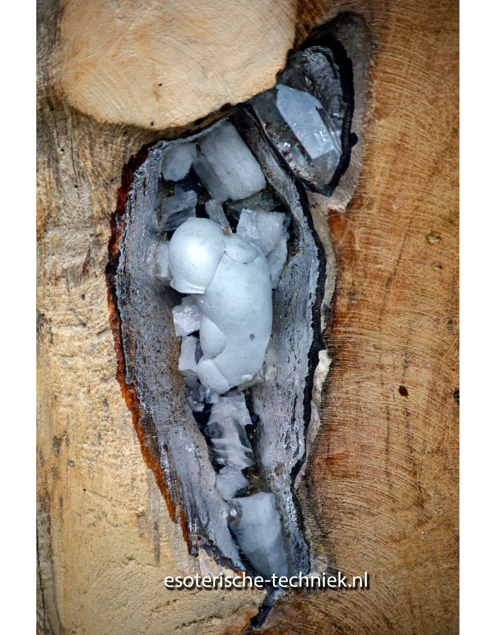Orgonite Huisbescherming Unieke Teakhouten Wortel Decoratie
