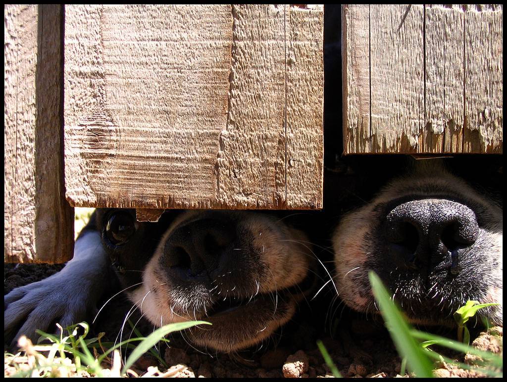 Quiz: Was weißt du über Hundeernährung?