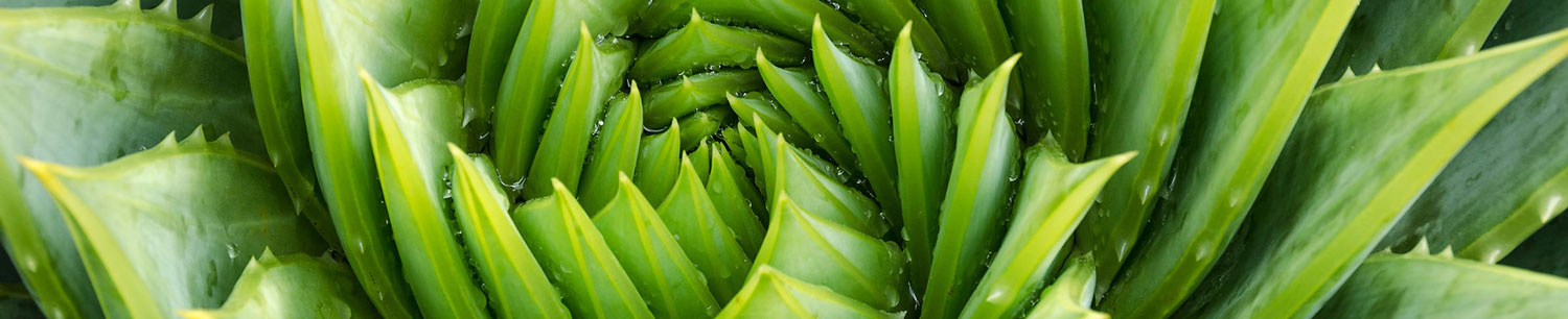 What Are The Benefits Of Using Aloe Vera In Your Skincare Routine