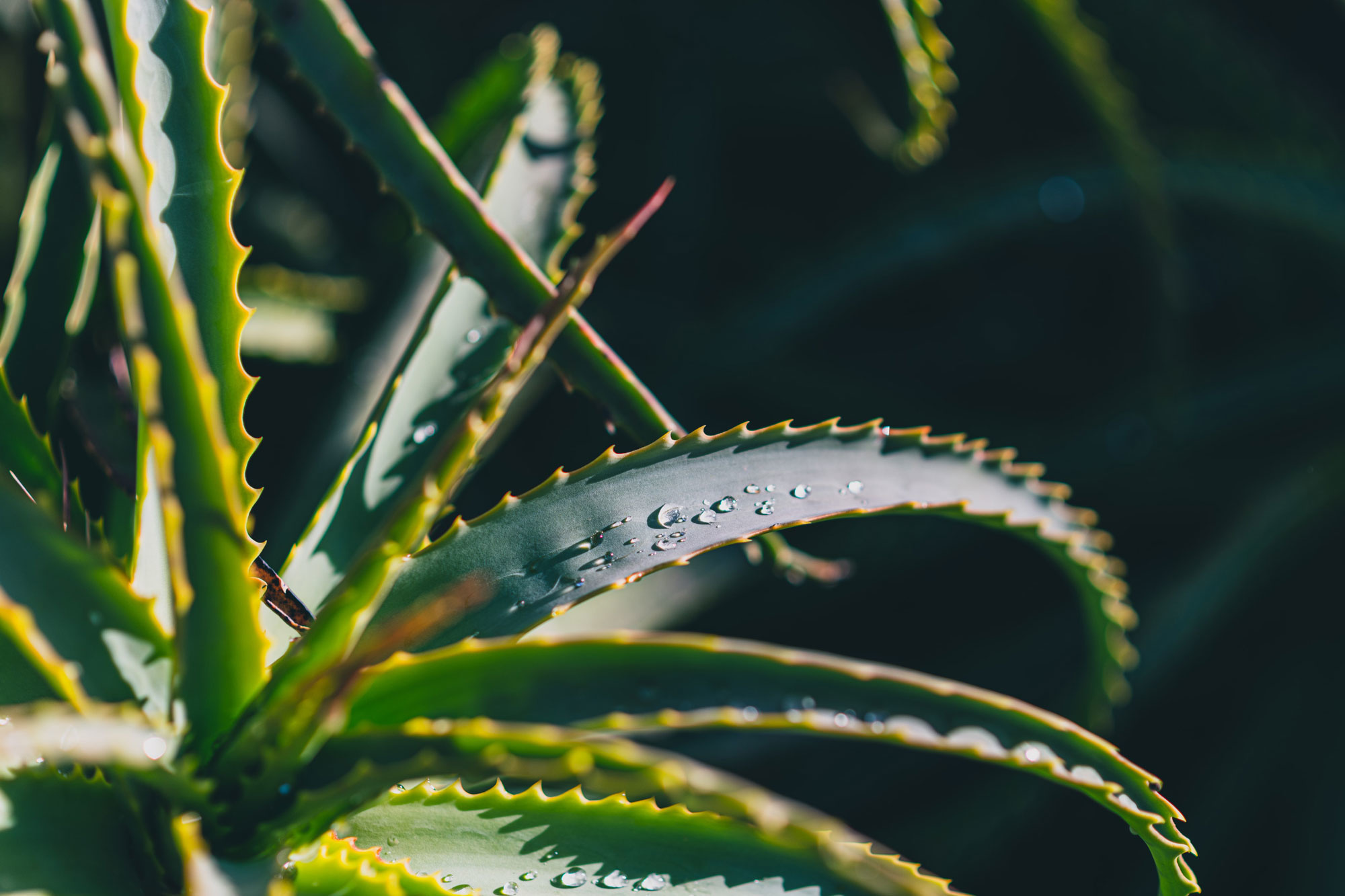 How To Use A Aloe Vera Plant Skin Care Plantă Blog 2674