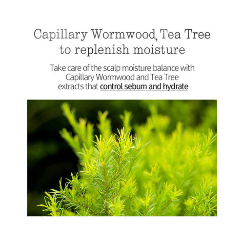 Pyunkang Yul Low pH Scalp Shampoo Pyunkang Yul Low pH Scalp Shampoo