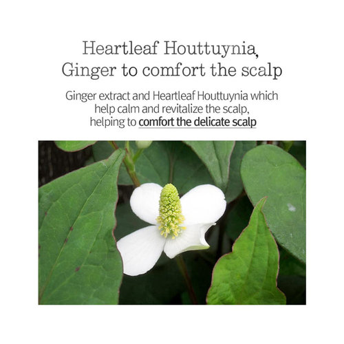 Pyunkang Yul Low pH Scalp Shampoo Pyunkang Yul Low pH Scalp Shampoo