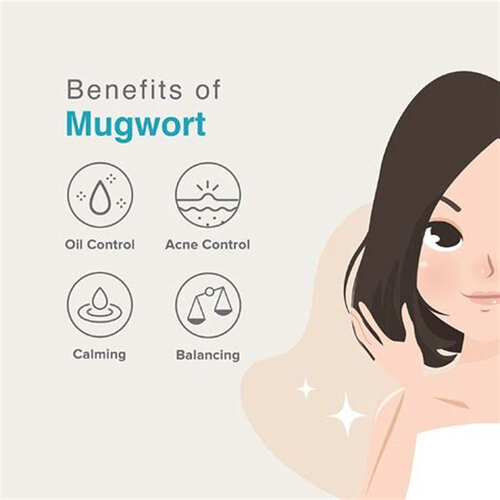 The Potions Mugwort Water Essence