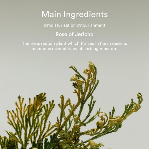 Abib Collagen Eye Crème Jericho Rose Tube Abib Collagen Eye Crème Jericho Rose Tube