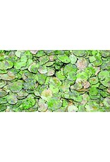 Happy Friends Happy Friends Erbsenflocken 25kg