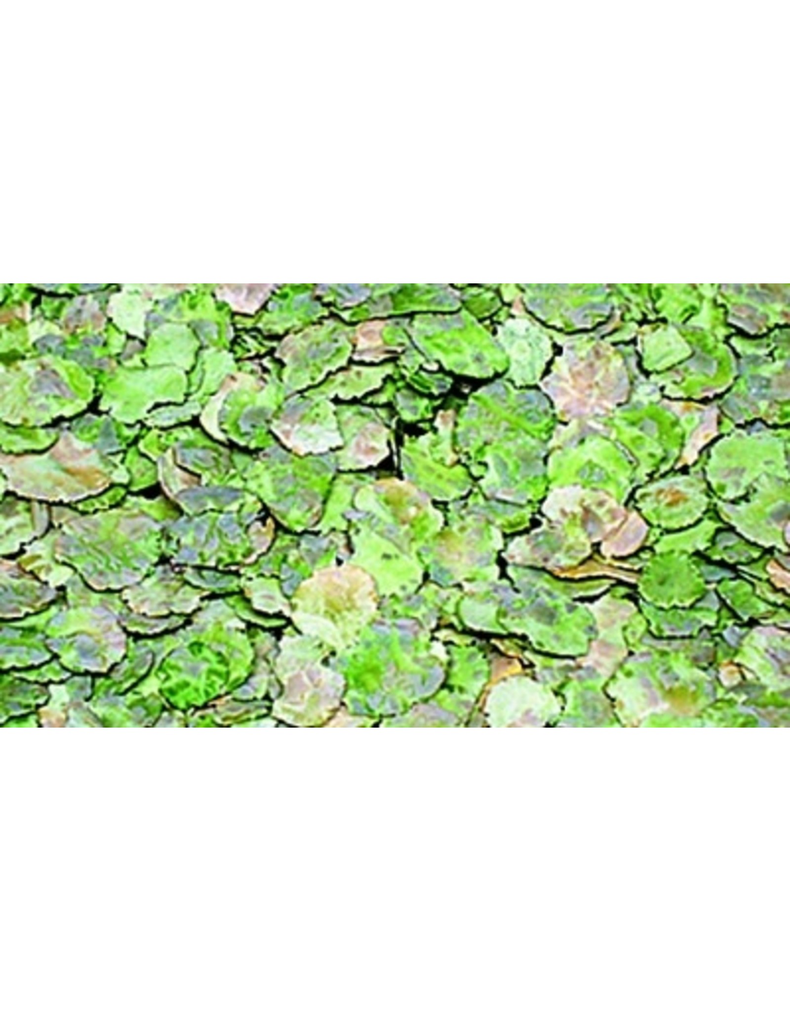 Happy Friends Happy Friends Erbsenflocken 25kg