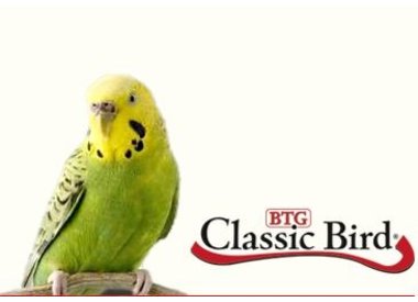 Classic Birds