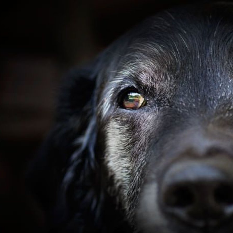 Spieren & Gewrichten