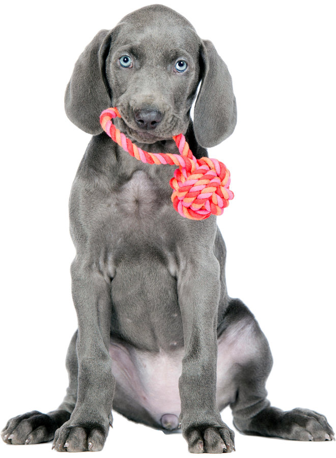 Mini Ball - Cult toy for dogs