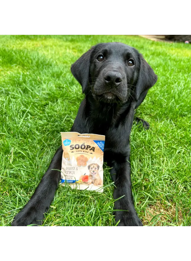 Banana & Pumpkin Healthy  Bites for Puppies
