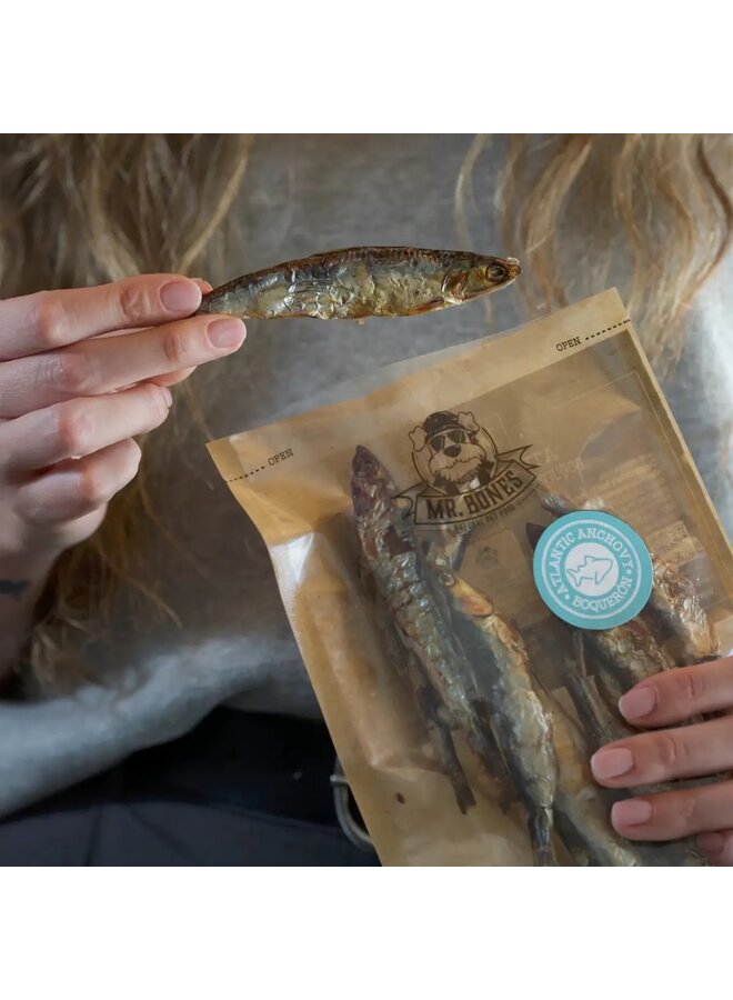 Atlantische ansjovis