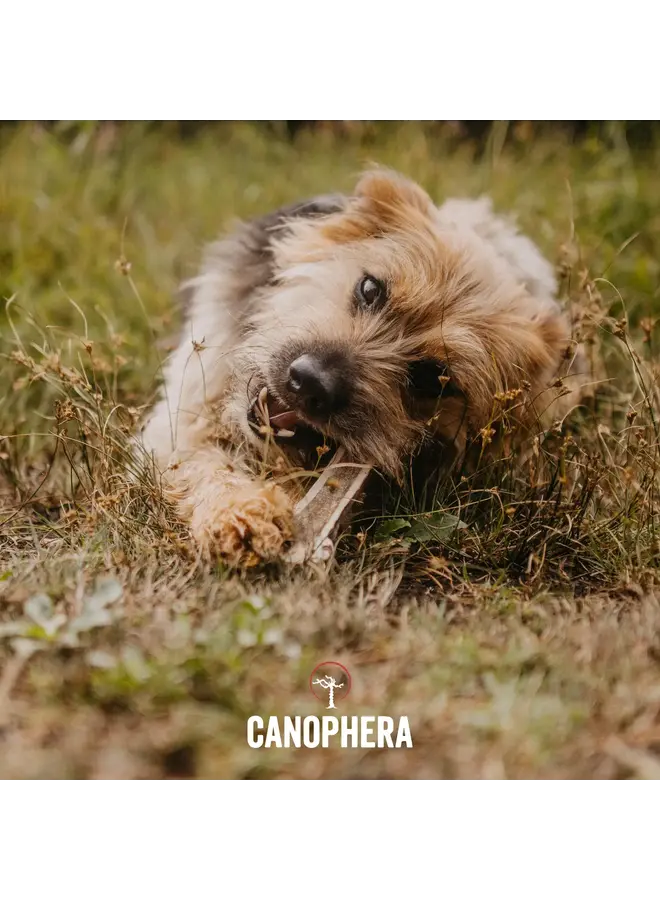 Antler Chews (Splits)