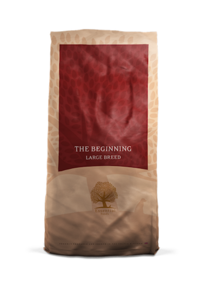 The Beginning Large Breed