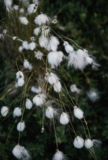 Laine Laine Magazine - issue 9