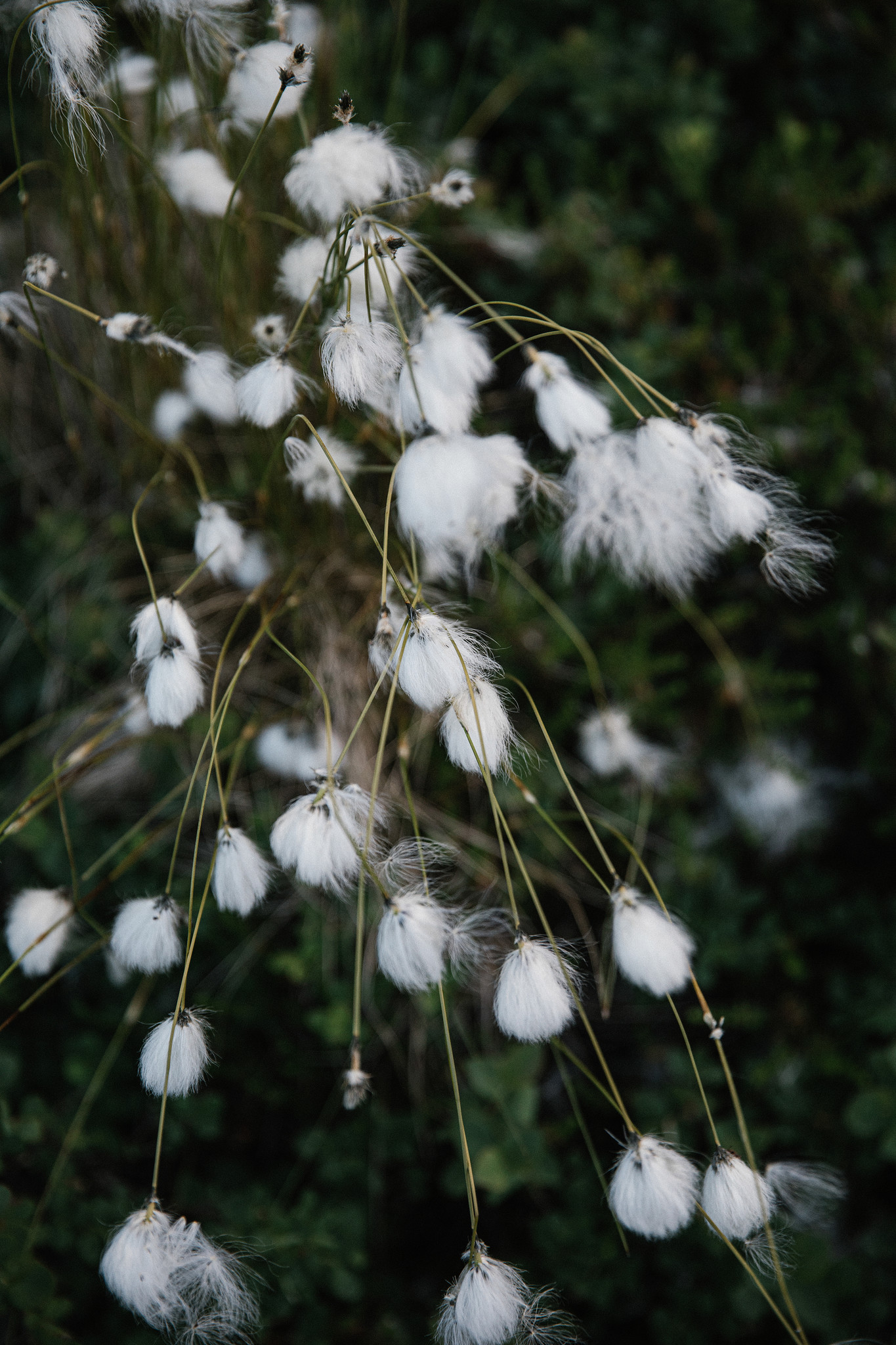 Laine Laine Magazine - issue 9