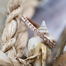 IXXXI Small circle Stone ring rosegoud