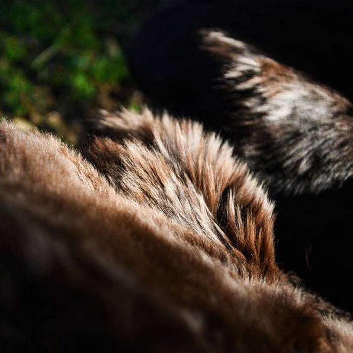 Weltevree peau de mouton