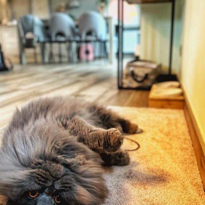 Mad About Mats Tapis souple Cezan 50 x 75 cm Touch - Mad About Mats