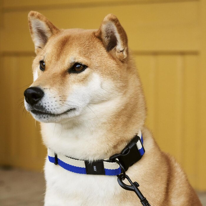 HAY Collier pour chien - S/M - HAY
