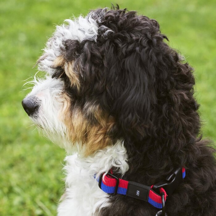 HAY Collier pour chien - S/M - HAY