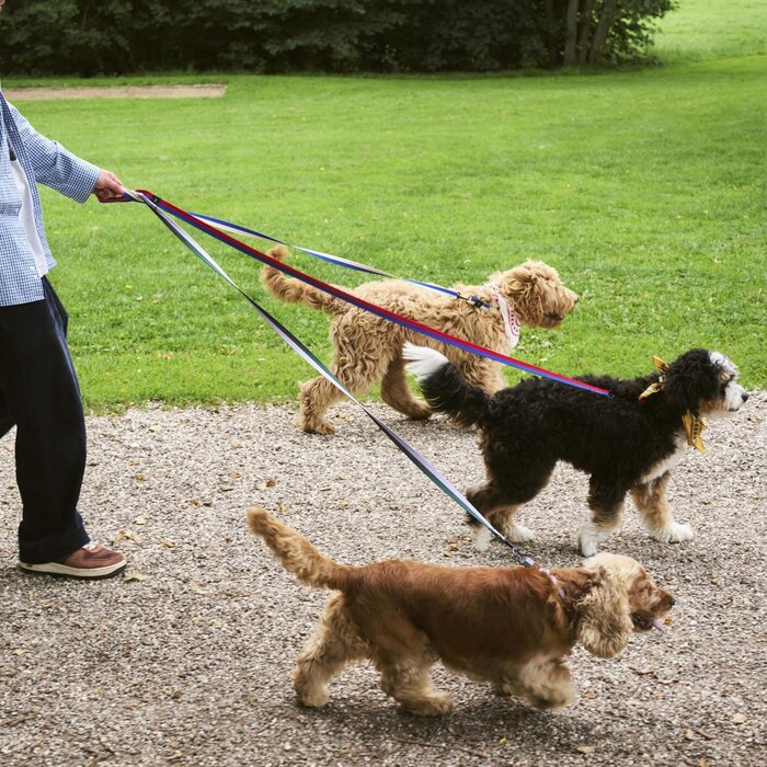 HAY Collier pour chien - S/M - HAY