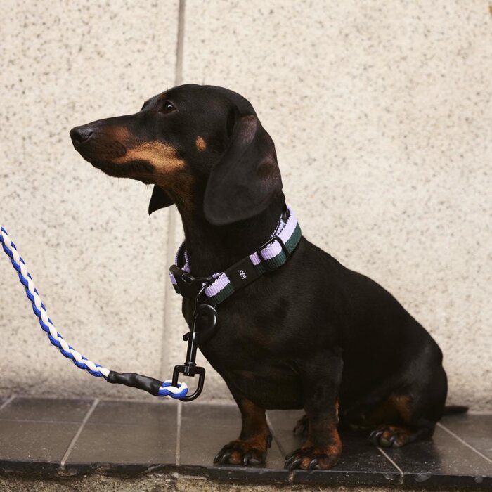 HAY Collier pour chien - S/M - HAY